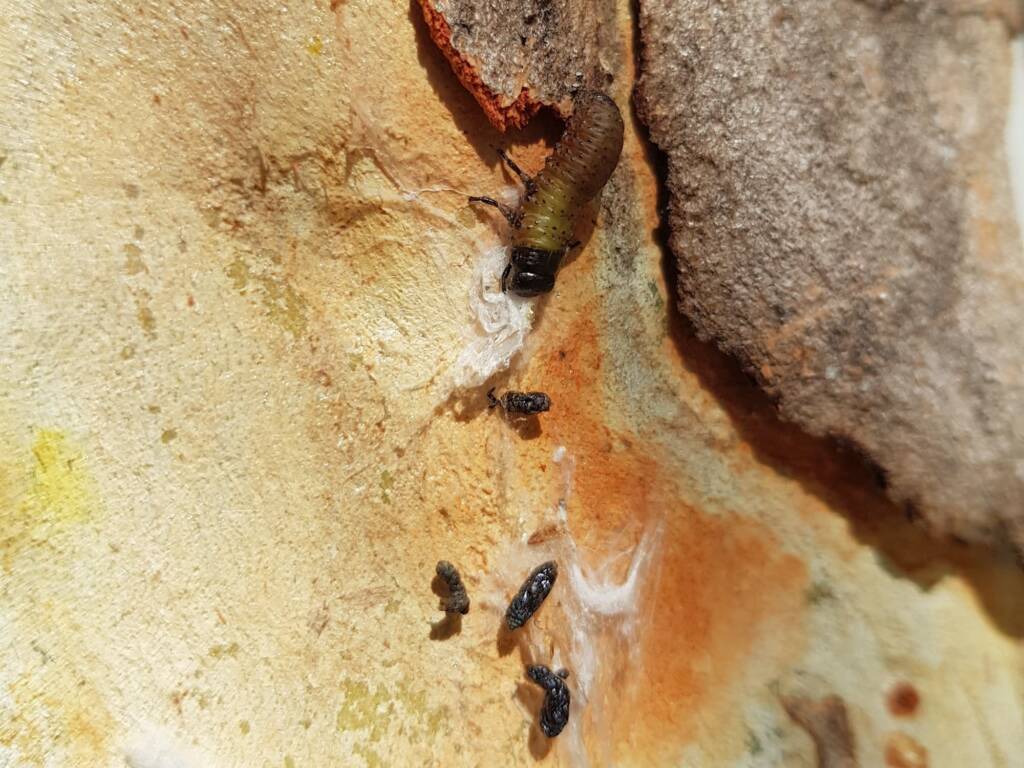 Paropsisterna beata (Blessed Leaf Beetle) larva, Alice Springs Desert Park NT