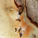 Paropsisterna beata (Blessed Leaf Beetle) larva, Alice Springs Desert Park NT