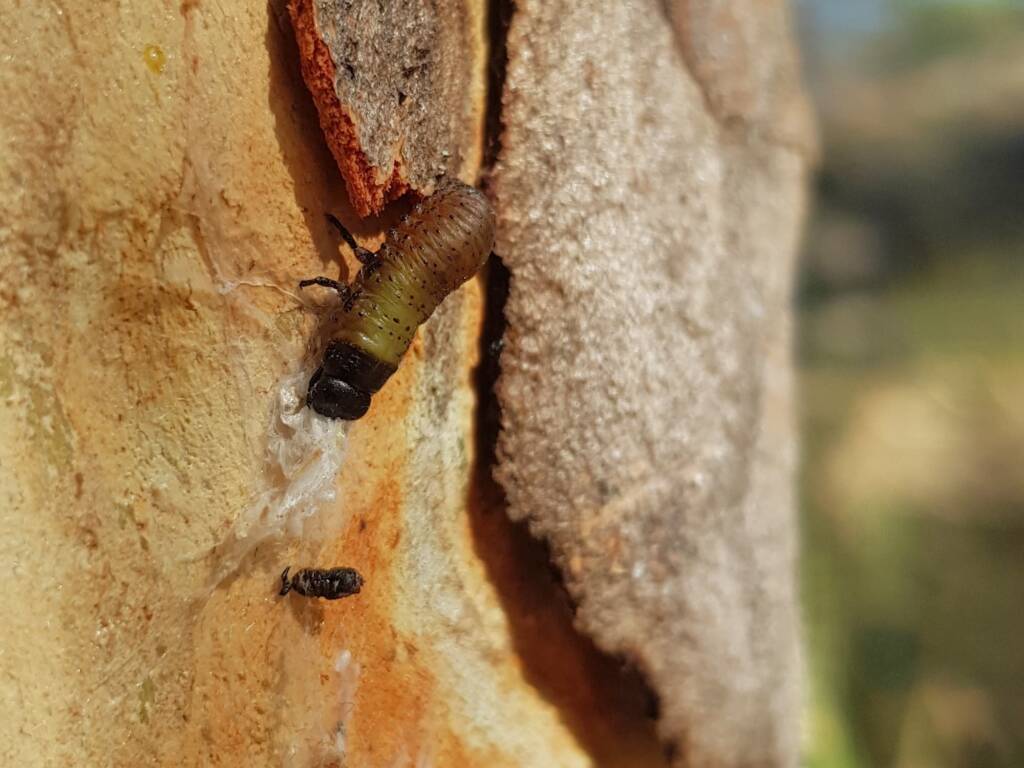 Paropsisterna beata (Blessed Leaf Beetle) larva, Alice Springs Desert Park NT