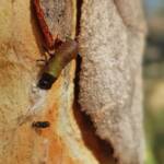 Paropsisterna beata (Blessed Leaf Beetle) larva, Alice Springs Desert Park NT