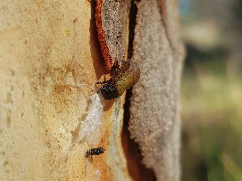 Paropsisterna beata (Blessed Leaf Beetle) larva, Alice Springs Desert Park NT