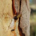 Paropsisterna beata (Blessed Leaf Beetle) larva, Alice Springs Desert Park NT