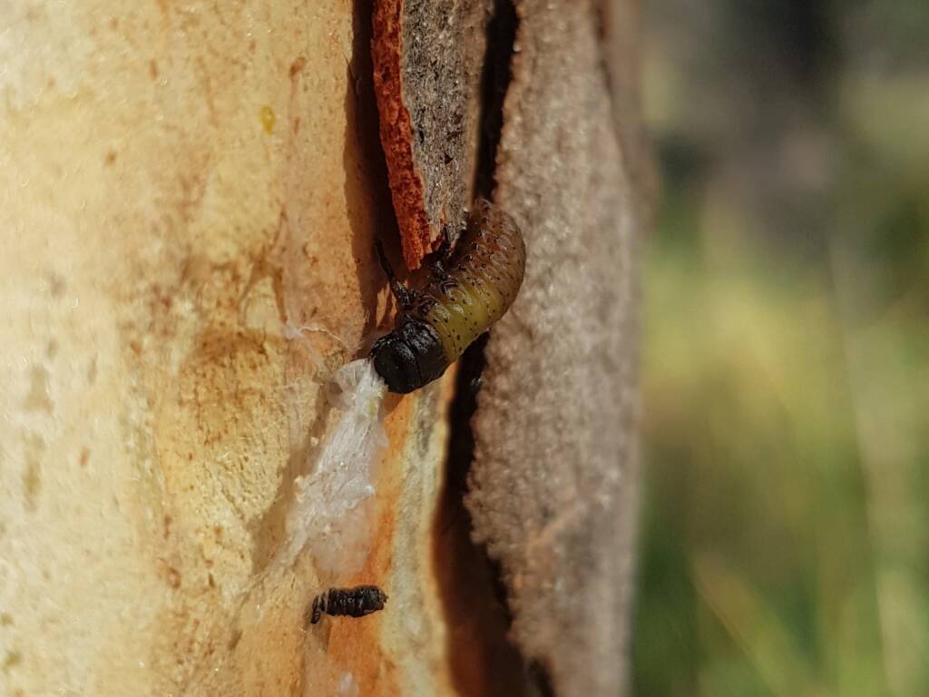 Paropsisterna beata (Blessed Leaf Beetle) larva, Alice Springs Desert Park NT