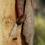 Paropsisterna beata (Blessed Leaf Beetle) larva, Alice Springs Desert Park NT