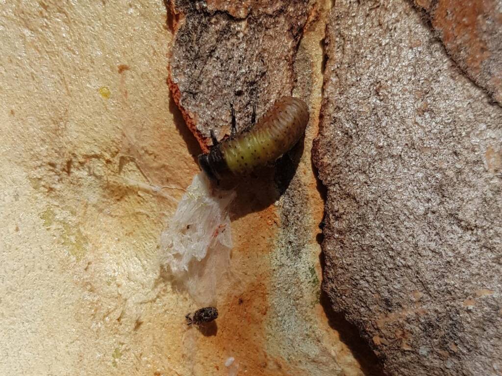 Paropsisterna beata (Blessed Leaf Beetle) larva, Alice Springs Desert Park NT