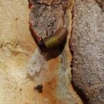 Paropsisterna beata (Blessed Leaf Beetle) larva, Alice Springs Desert Park NT