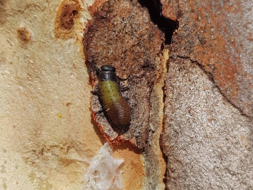 Paropsisterna beata (Blessed Leaf Beetle) larva, Alice Springs Desert Park NT
