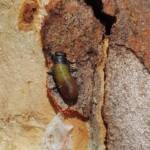 Paropsisterna beata (Blessed Leaf Beetle) larva, Alice Springs Desert Park NT