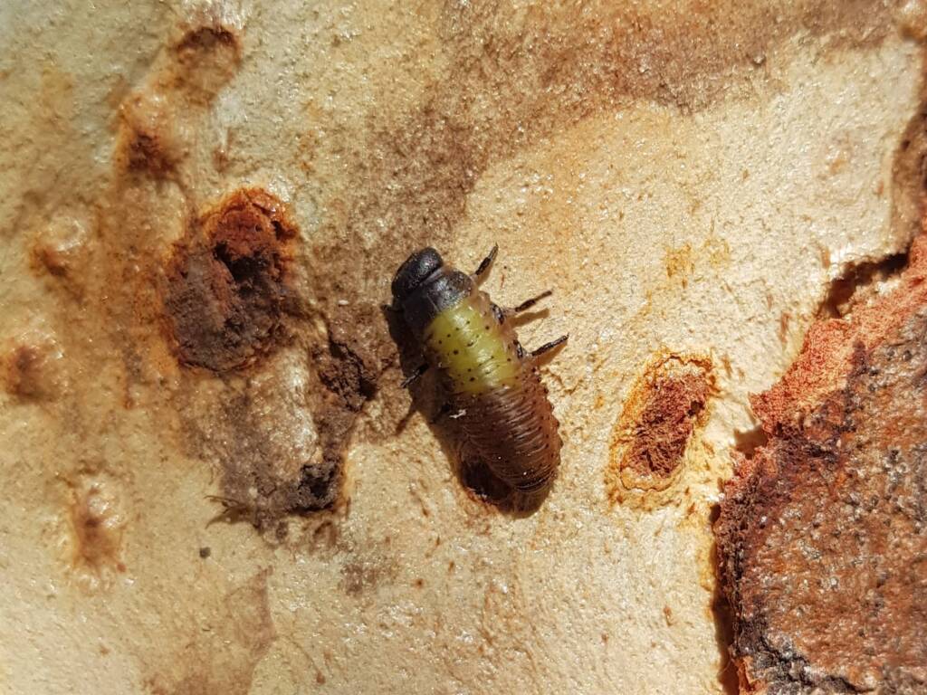 Paropsisterna beata (Blessed Leaf Beetle) larva, Alice Springs Desert Park NT