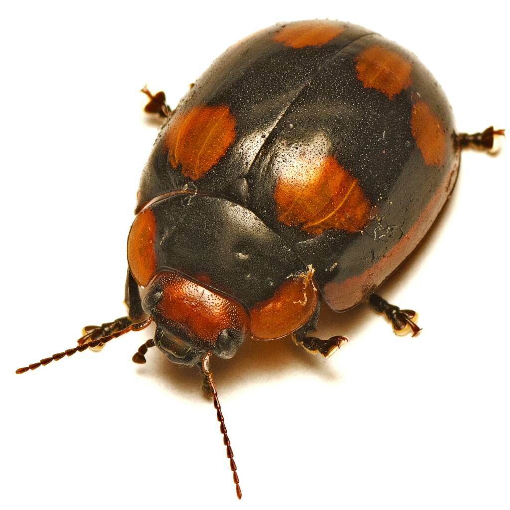 Paropsisterna beata, Acton ACT © Tony Eales