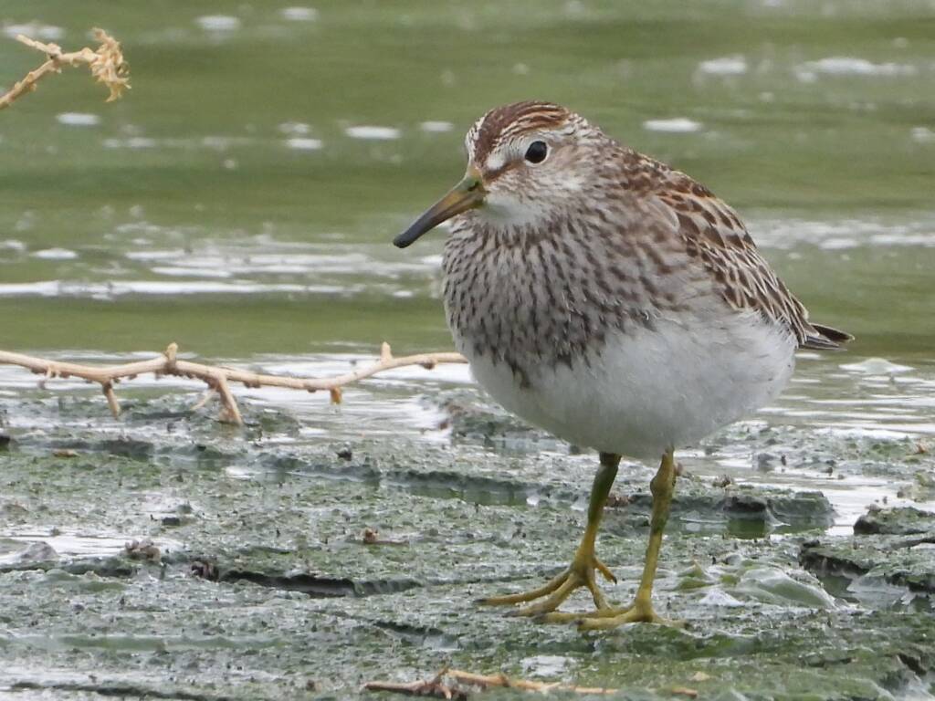Pectoral Sandpiper (Calidris melanotos), Alice Springs Sewage Ponds NT © Dorothy Latimer