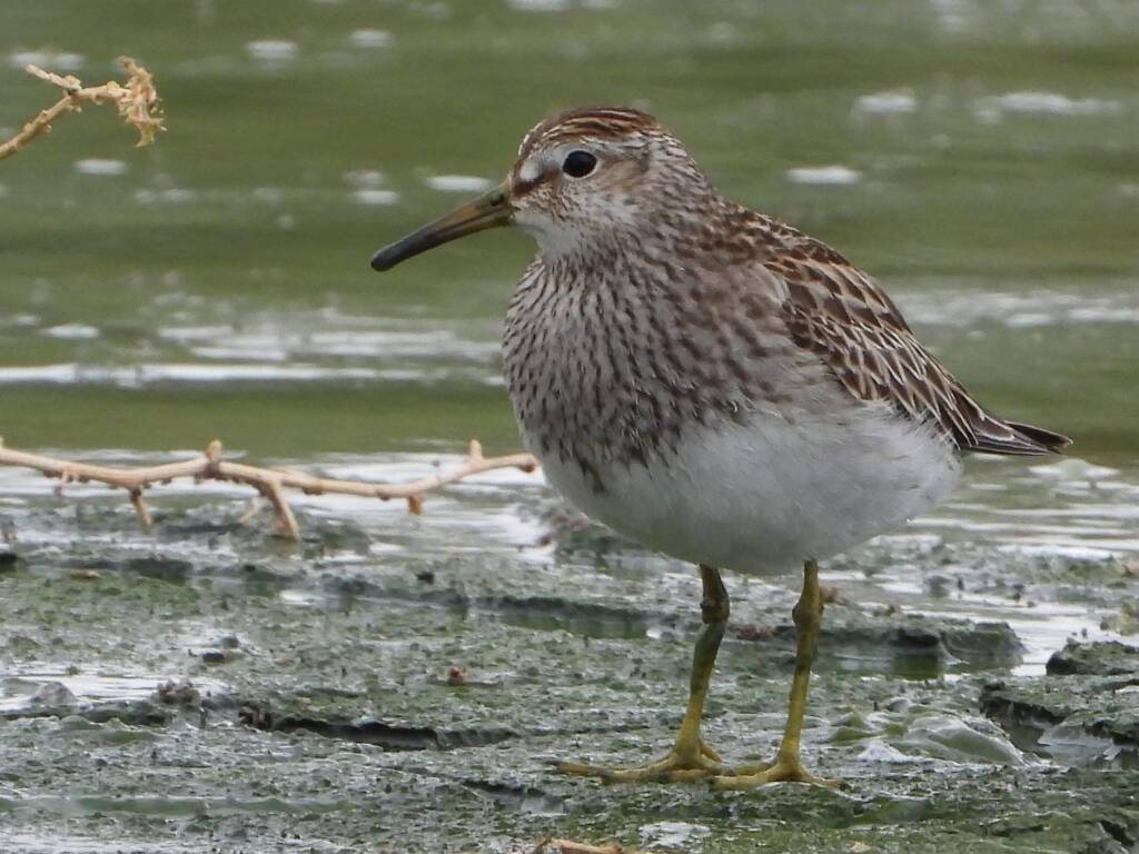 Pectoral Sandpiper (Calidris melanotos), Alice Springs Sewage Ponds NT © Dorothy Latimer