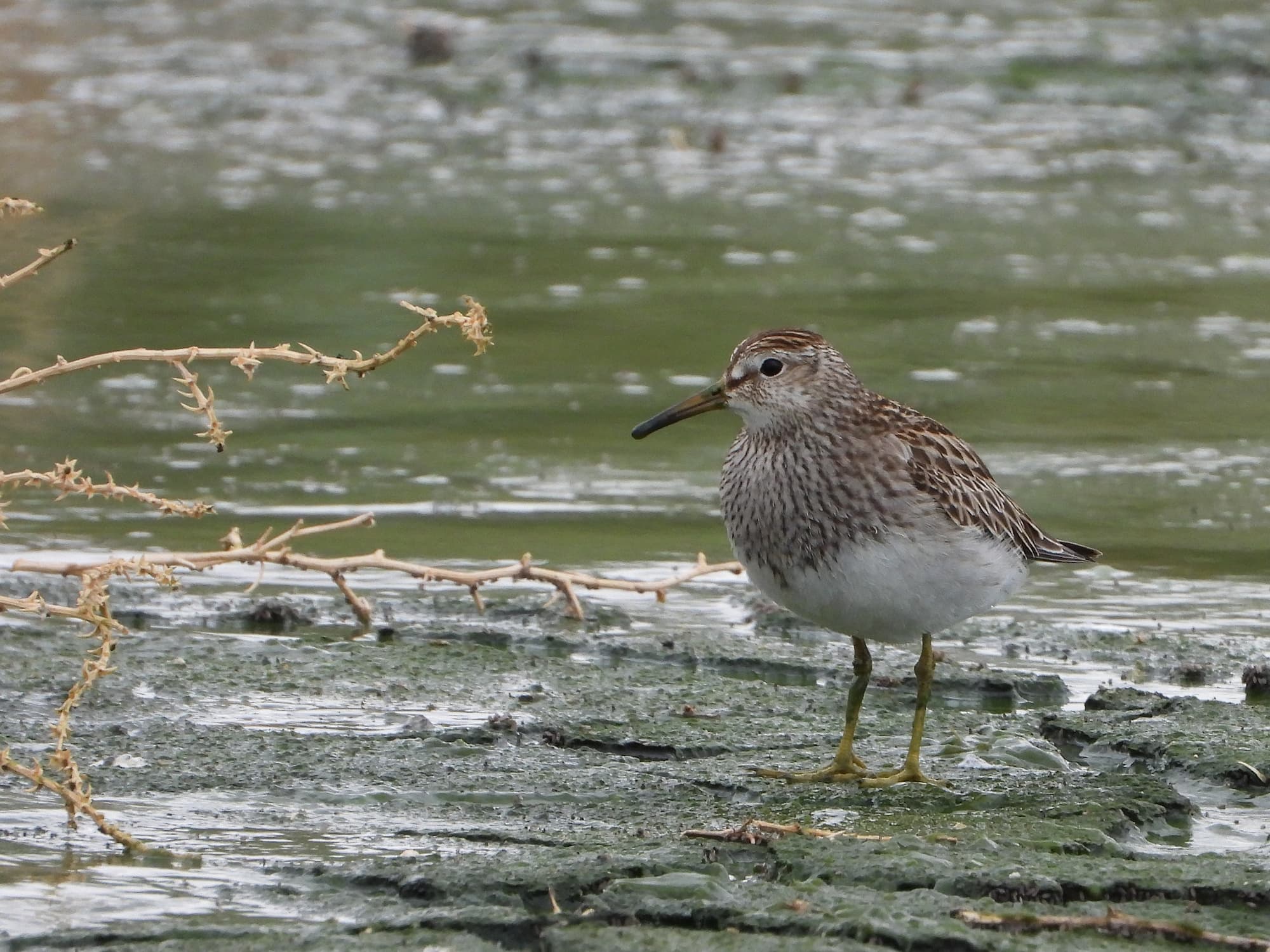 Pectoral Sandpiper (Calidris melanotos), Alice Springs Sewage Ponds NT © Dorothy Latimer