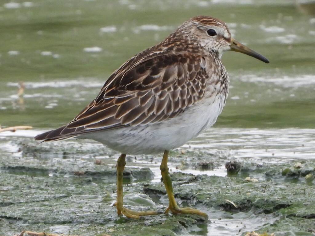 Pectoral Sandpiper (Calidris melanotos), Alice Springs Sewage Ponds NT © Dorothy Latimer