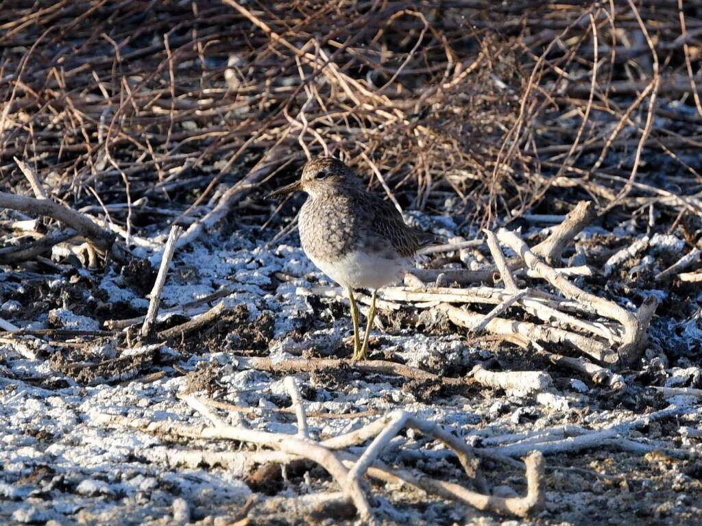 Pectoral Sandpiper (Calidris melanotos), Alice Springs Sewage Ponds NT © Dorothy Latimer