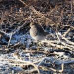 Pectoral Sandpiper (Calidris melanotos), Alice Springs Sewage Ponds NT © Dorothy Latimer