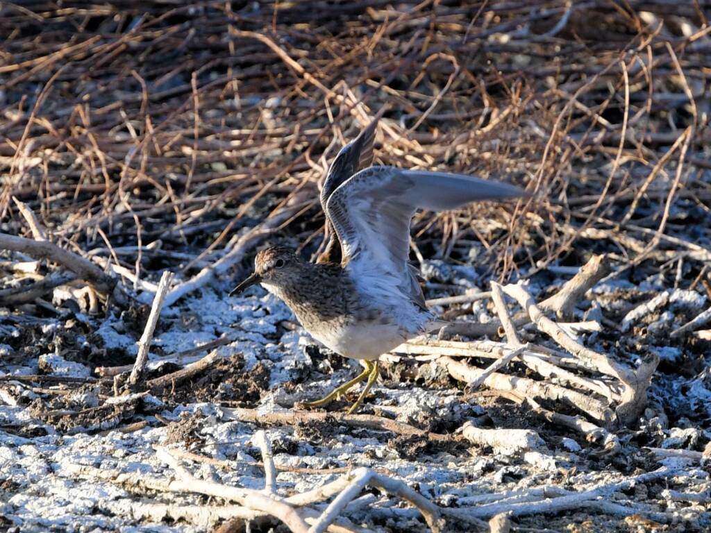 Pectoral Sandpiper (Calidris melanotos), Alice Springs Sewage Ponds NT © Dorothy Latimer