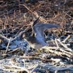 Pectoral Sandpiper (Calidris melanotos), Alice Springs Sewage Ponds NT © Dorothy Latimer