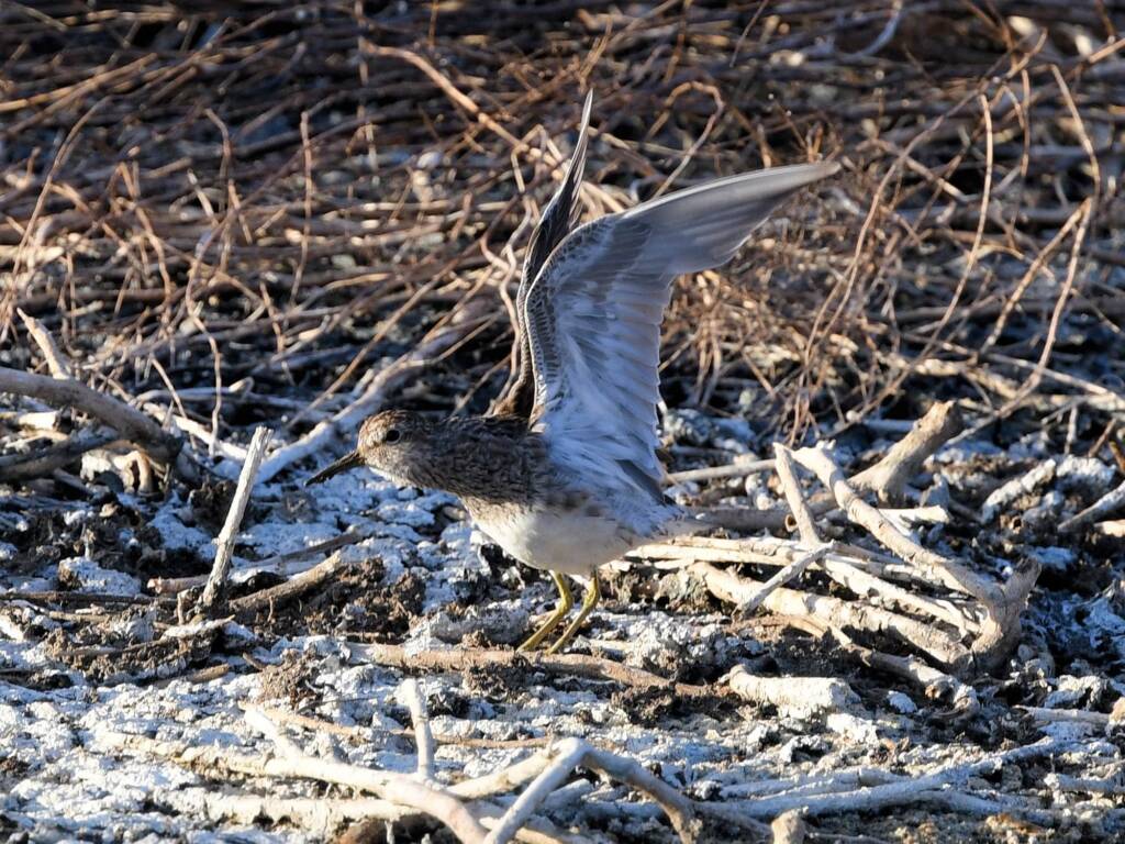 Pectoral Sandpiper (Calidris melanotos), Alice Springs Sewage Ponds NT © Dorothy Latimer