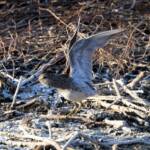 Pectoral Sandpiper (Calidris melanotos), Alice Springs Sewage Ponds NT © Dorothy Latimer