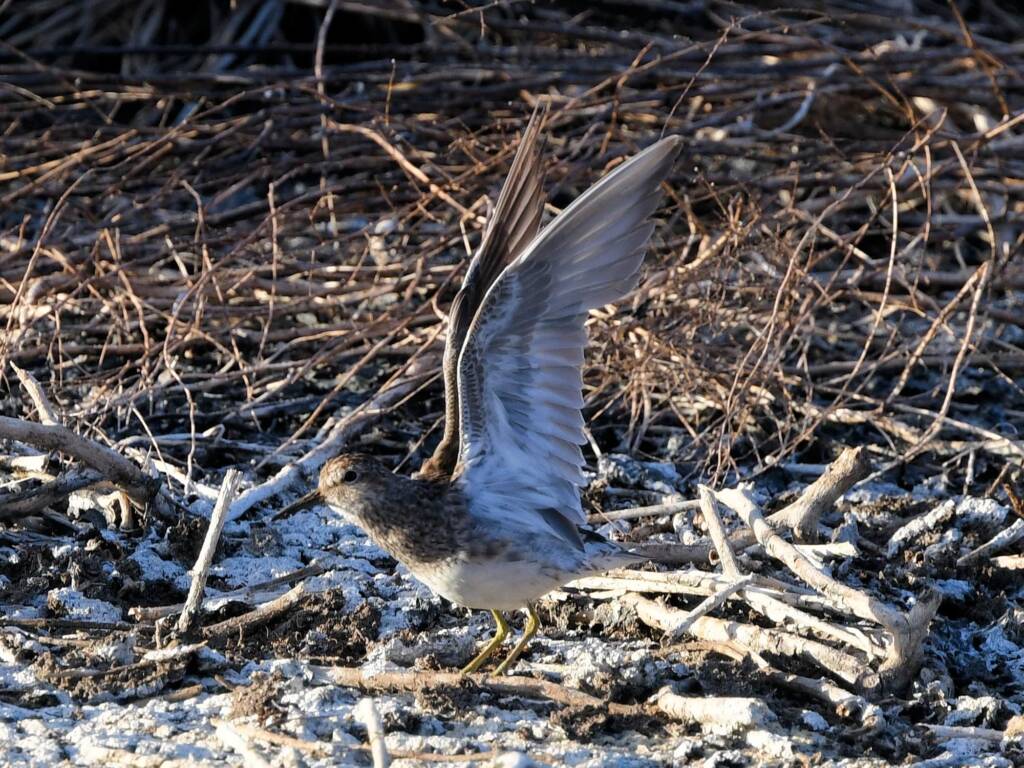 Pectoral Sandpiper (Calidris melanotos), Alice Springs Sewage Ponds NT © Dorothy Latimer