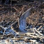 Pectoral Sandpiper (Calidris melanotos), Alice Springs Sewage Ponds NT © Dorothy Latimer