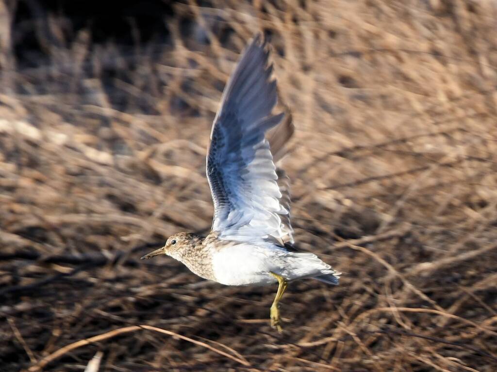 Pectoral Sandpiper (Calidris melanotos), Alice Springs Sewage Ponds NT © Dorothy Latimer