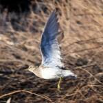 Pectoral Sandpiper (Calidris melanotos), Alice Springs Sewage Ponds NT © Dorothy Latimer