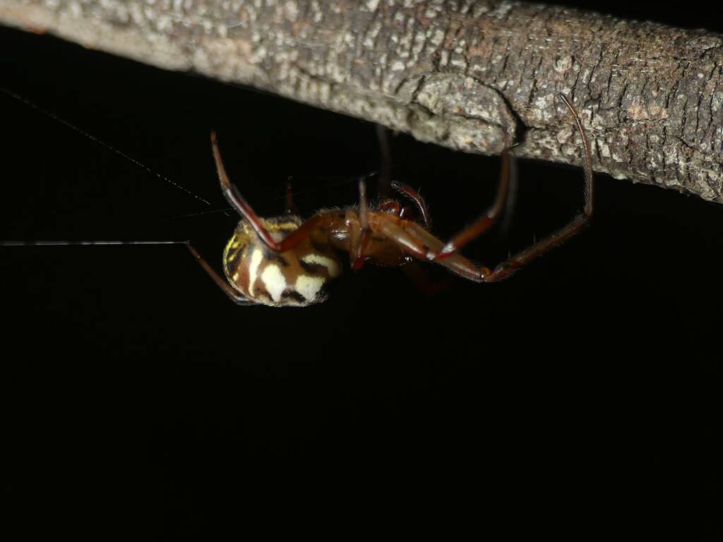 Phonognatha graeffei (Leaf-curling Spider), Gold Coast QLD © Stefan Jones