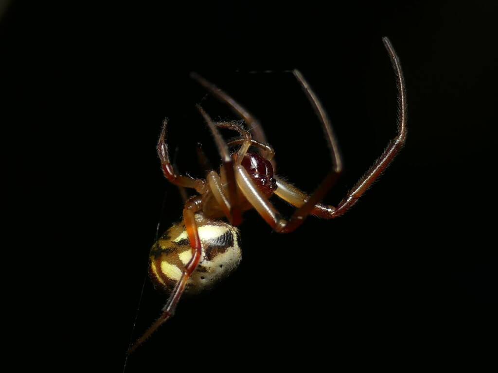 Phonognatha graeffei (Leaf-curling Spider), Gold Coast QLD © Stefan Jones