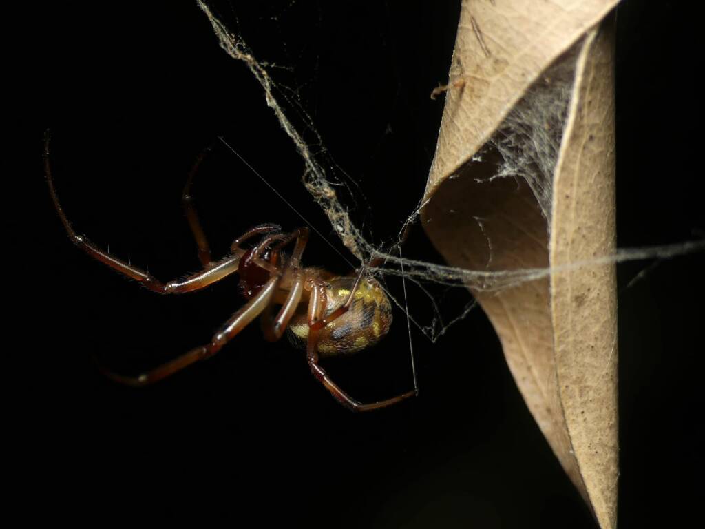 Phonognatha graeffei (Leaf-curling Spider), Gold Coast QLD © Stefan Jones