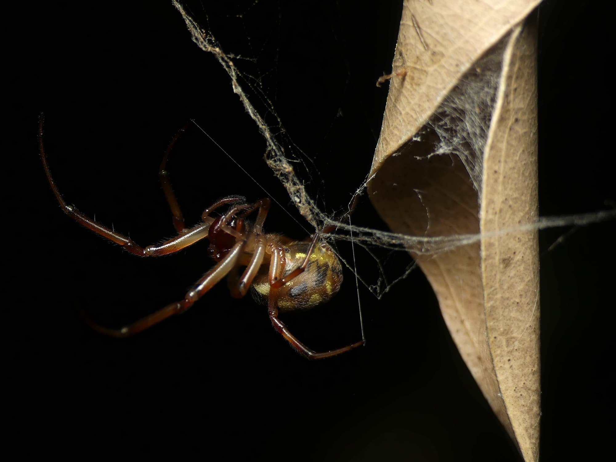 Phonognatha graeffei (Leaf-curling Spider), Gold Coast QLD © Stefan Jones