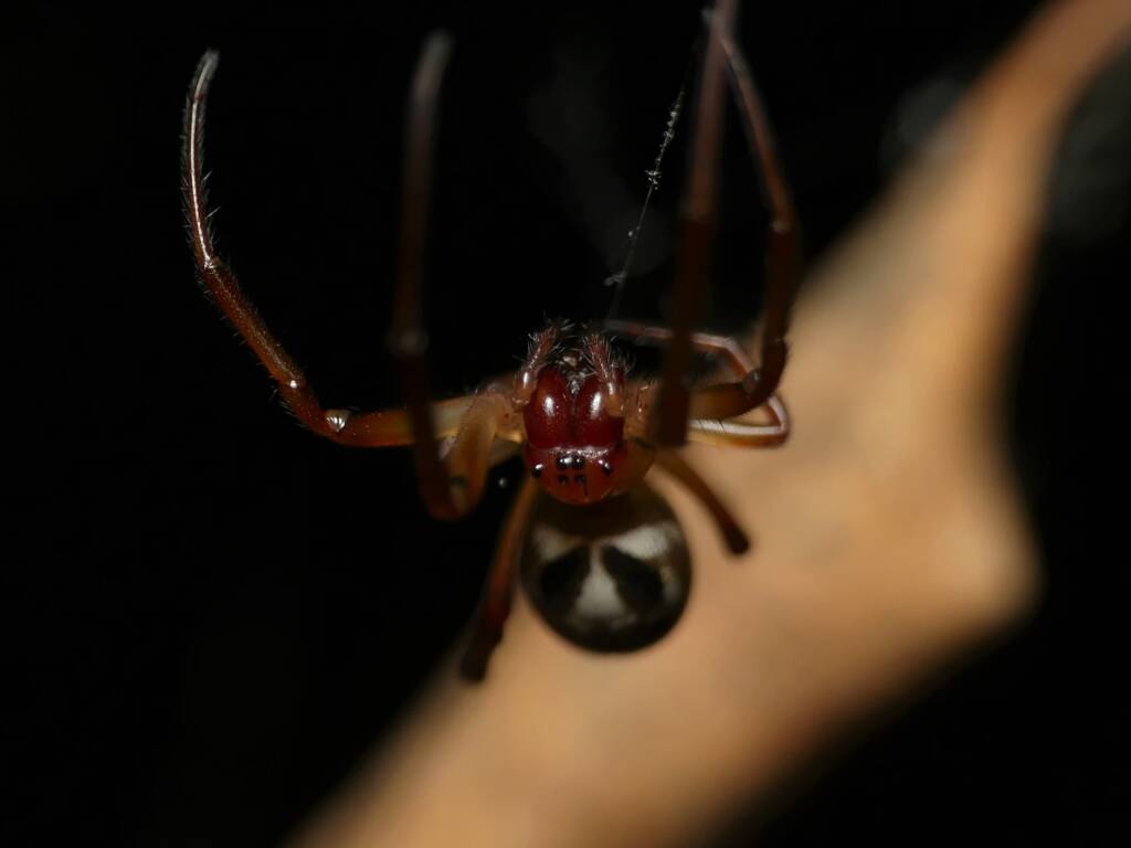 Phonognatha graeffei (Leaf-curling Spider), Gold Coast QLD © Stefan Jones