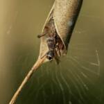 Phonognatha graeffei (Leaf-curling Spider), Gold Coast QLD © Stefan Jones