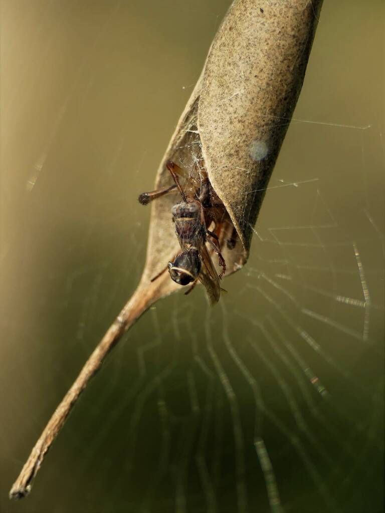 Phonognatha graeffei (Leaf-curling Spider), Gold Coast QLD © Stefan Jones