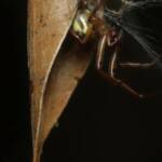 Phonognatha graeffei (Leaf-curling Spider), Gold Coast QLD © Stefan Jones