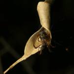 Phonognatha graeffei (Leaf-curling Spider), Gold Coast QLD © Stefan Jones