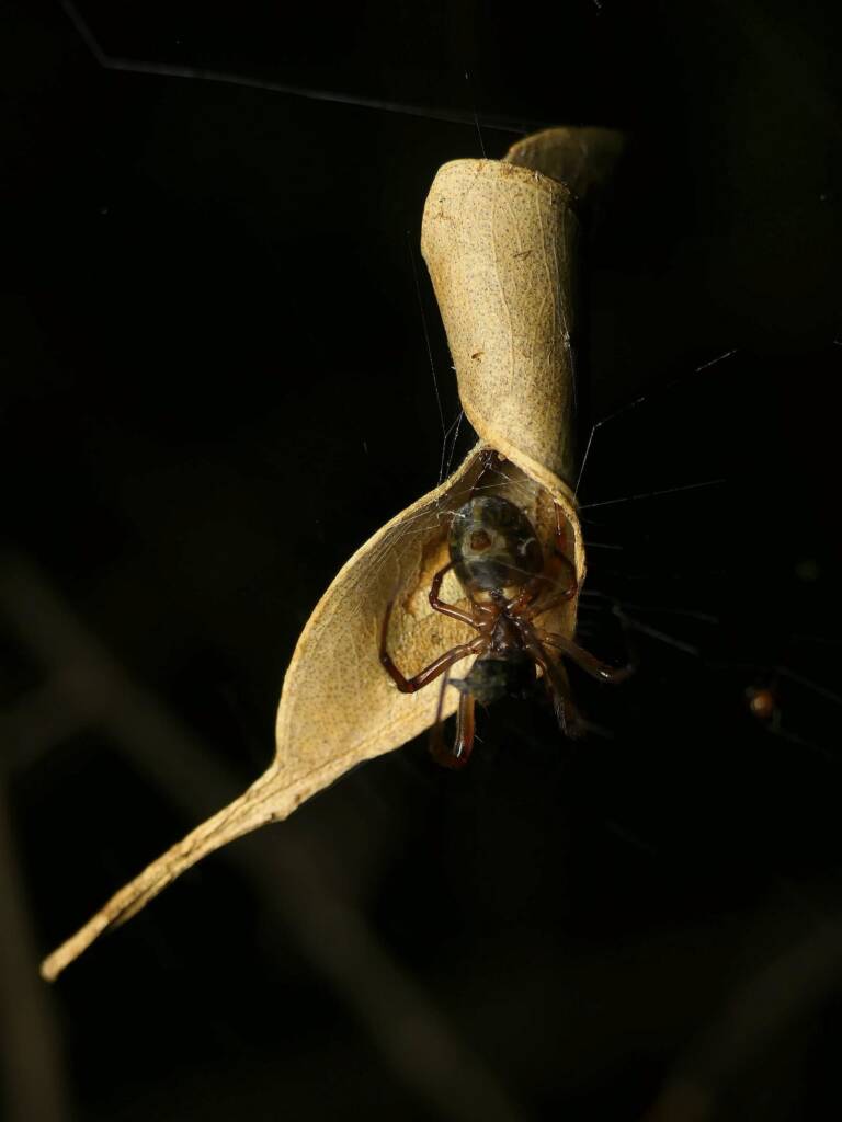 Phonognatha graeffei (Leaf-curling Spider), Gold Coast QLD © Stefan Jones