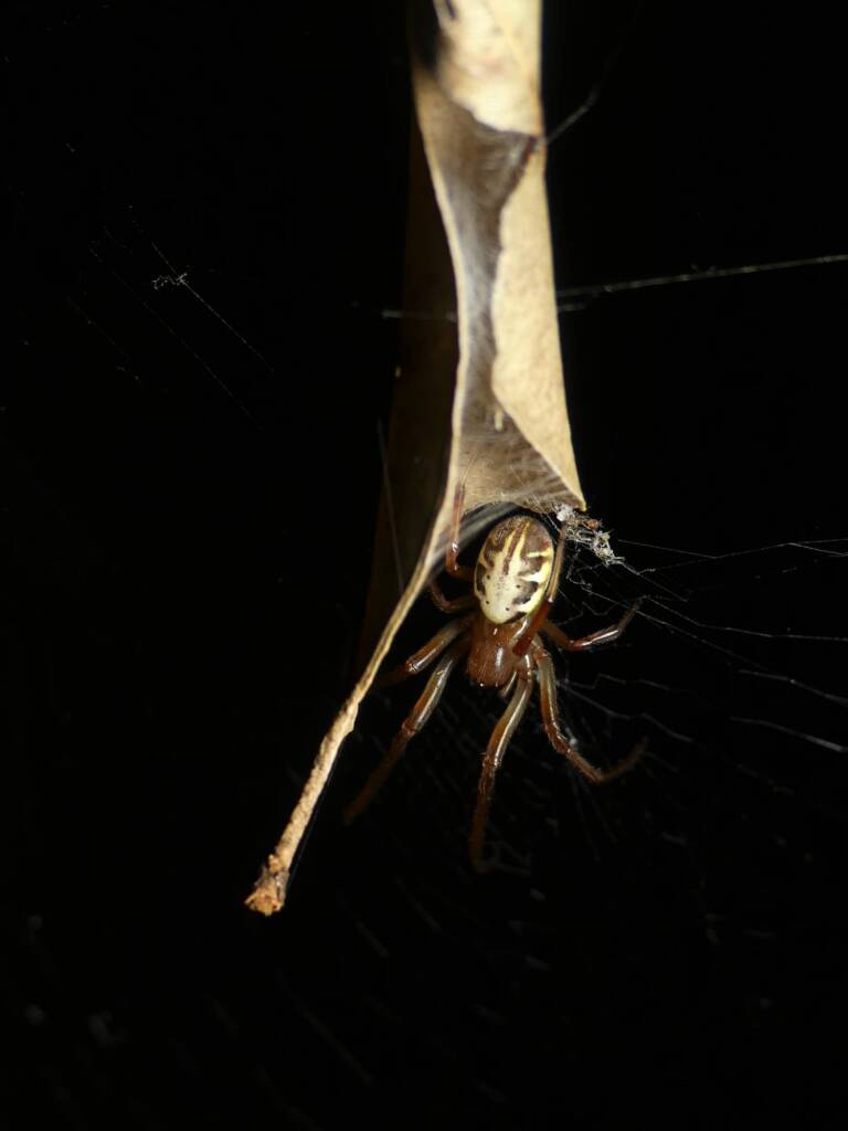 Phonognatha graeffei (Leaf-curling Spider), Gold Coast QLD © Stefan Jones