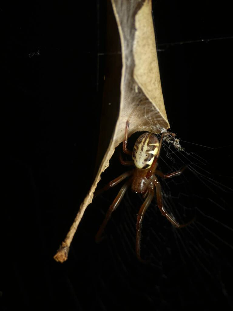 Phonognatha graeffei (Leaf-curling Spider), Gold Coast QLD © Stefan Jones