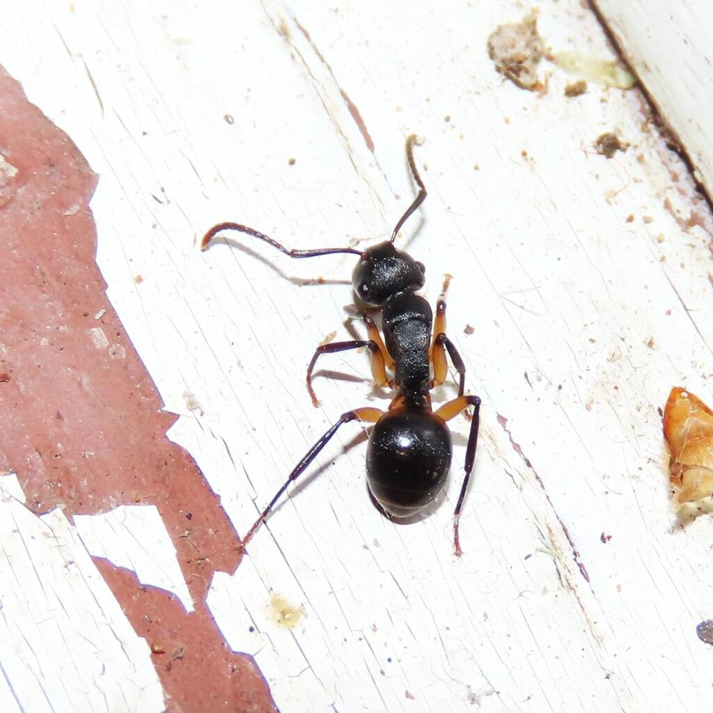 Southern Broad-nosed Spiny Ant (Polyrhachis femorata), Wallaga Lake NSW © Deb Taylor