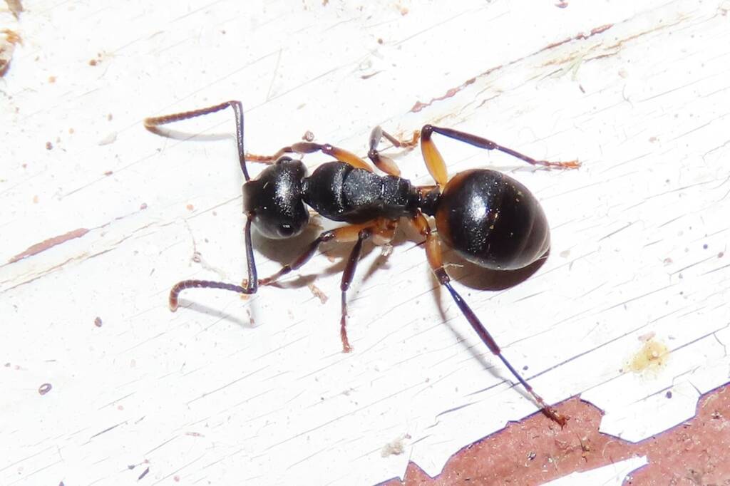 Southern Broad-nosed Spiny Ant (Polyrhachis femorata), Wallaga Lake NSW © Deb Taylor