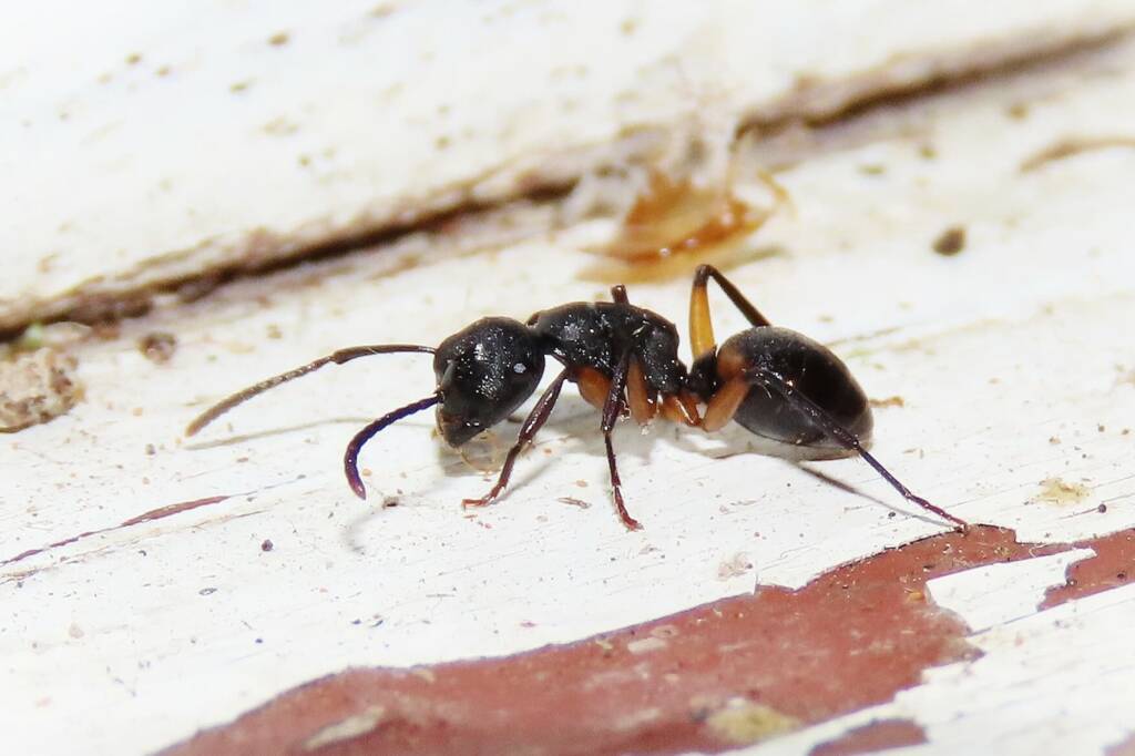 Southern Broad-nosed Spiny Ant (Polyrhachis femorata), Wallaga Lake NSW © Deb Taylor