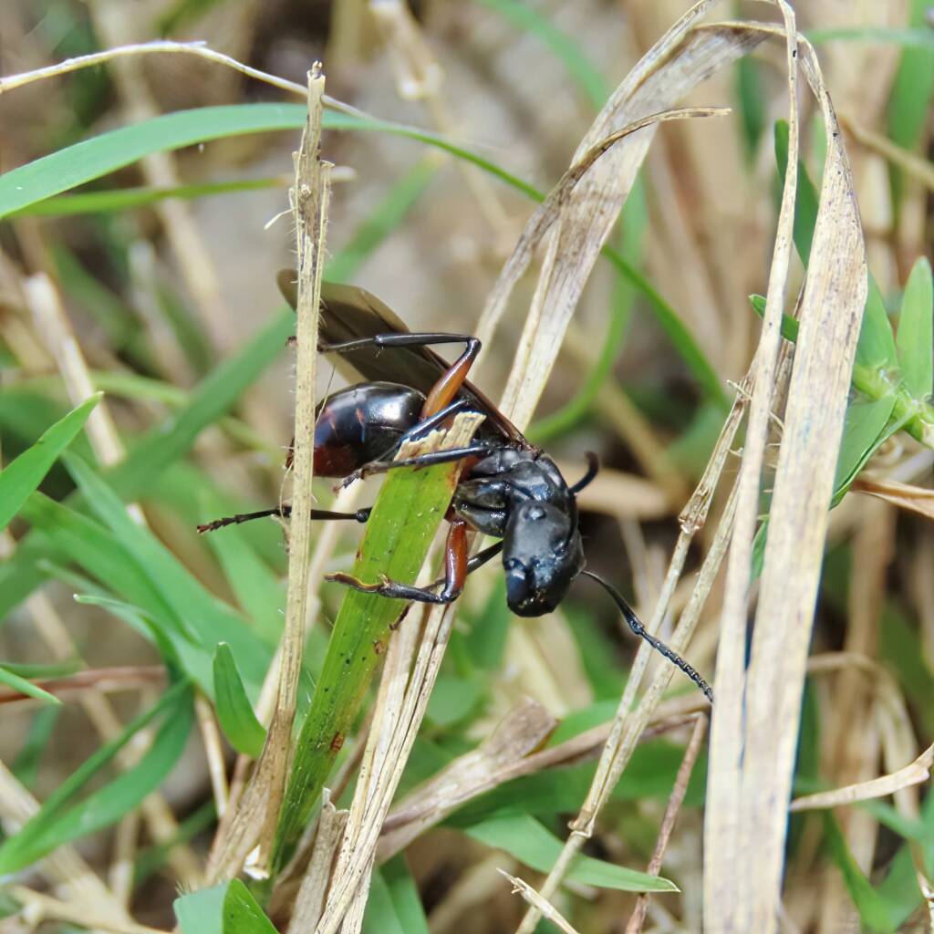 Southern Broad-nosed Spiny Ant (Polyrhachis femorata), Pambula NSW © Deb Taylor