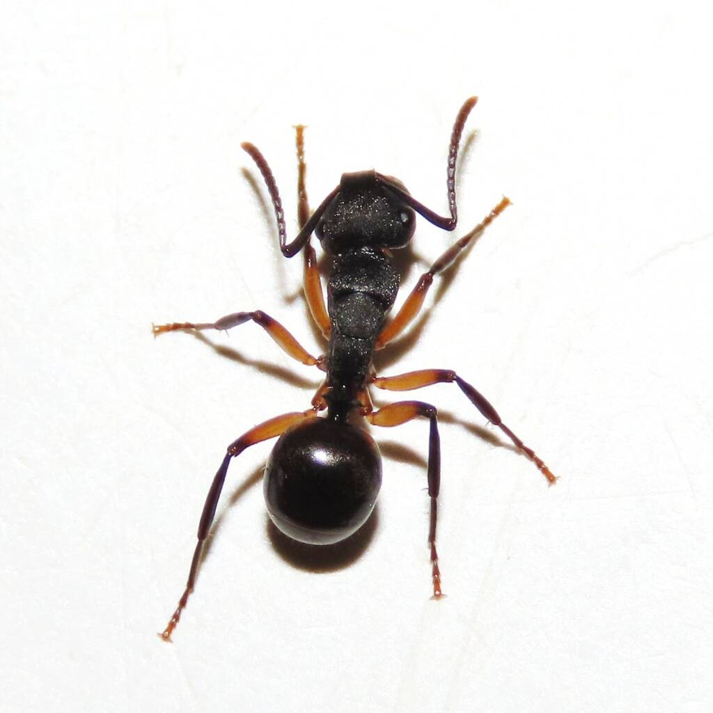 Southern Broad-nosed Spiny Ant (Polyrhachis femorata), Bega Valley NSW © Deb Taylor