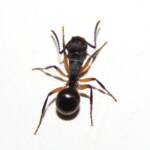 Southern Broad-nosed Spiny Ant (Polyrhachis femorata), Bega Valley NSW © Deb Taylor
