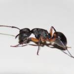 Southern Broad-nosed Spiny Ant (Polyrhachis femorata), Bega Valley NSW © Deb Taylor
