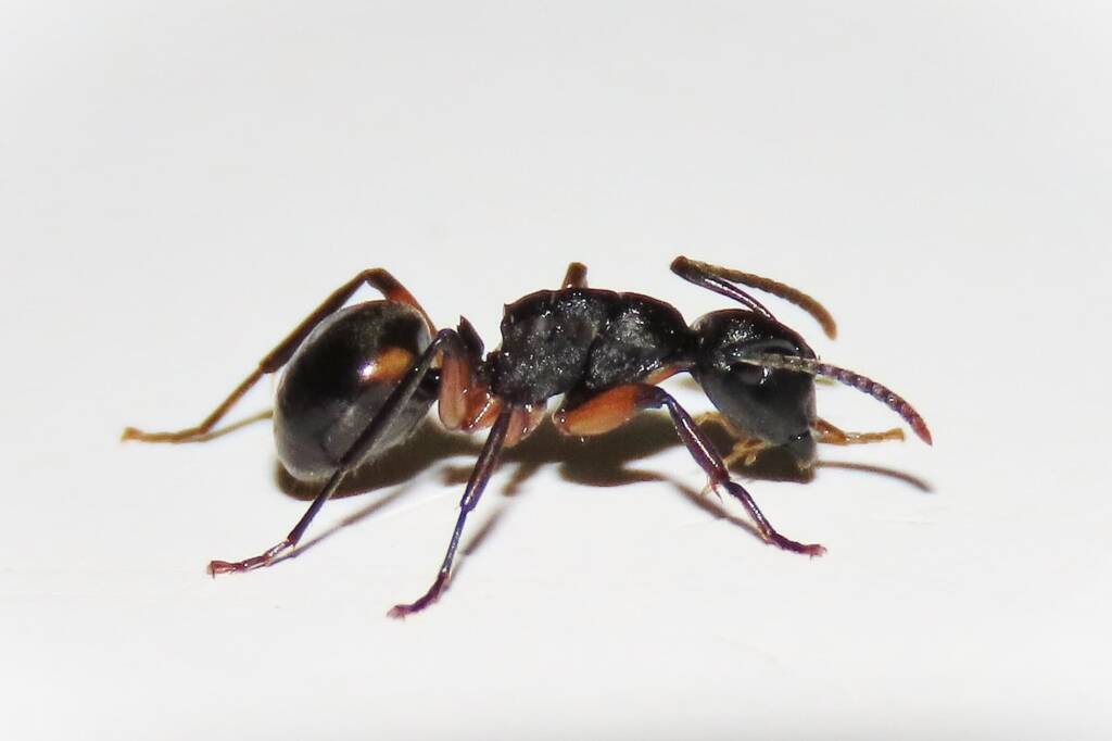 Southern Broad-nosed Spiny Ant (Polyrhachis femorata), Bega Valley NSW © Deb Taylor