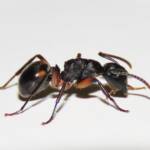 Southern Broad-nosed Spiny Ant (Polyrhachis femorata), Bega Valley NSW © Deb Taylor
