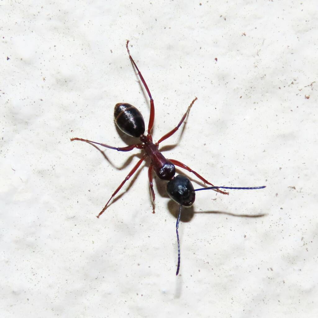 Southern Broad-nosed Spiny Ant (Polyrhachis femorata), Bega Valley NSW © Deb Taylor